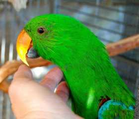 Lost Eclectus