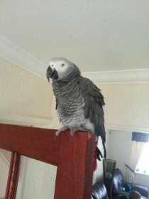 Lost African Grey