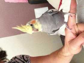 Lost Cockatiel