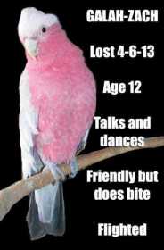 Lost Galah Cockatoo