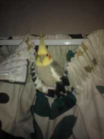 Lost Cockatiel