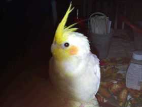 Lost Cockatiel