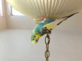 Lost Parakeet