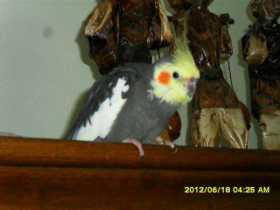 Lost Cockatiel