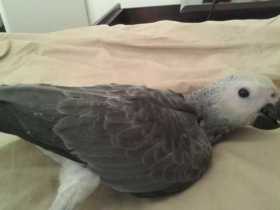 Lost African Grey