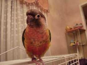 Lost Conure