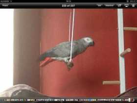 Lost African Grey