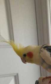 Lost Cockatiel