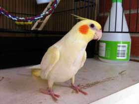 Lost Cockatiel