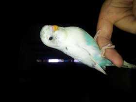 Lost Budgerigar