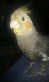 Lost Cockatiel