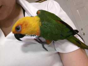 Lost Conure