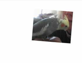 Lost Cockatiel