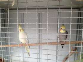 Lost Cockatiel