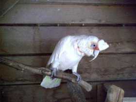 Lost Corella Cockatoo