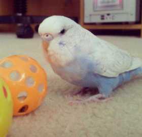 Lost Budgerigar