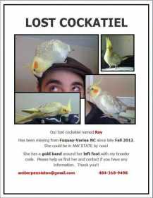 Lost Cockatiel