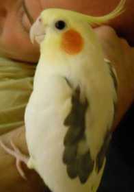 Lost Cockatiel