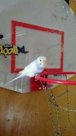Lost Parakeet