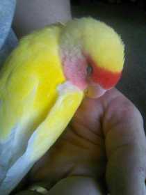 Lost Lovebird