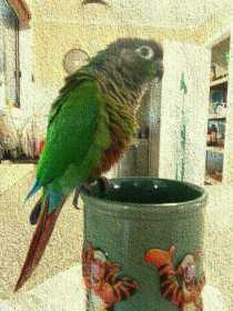 Lost Conure