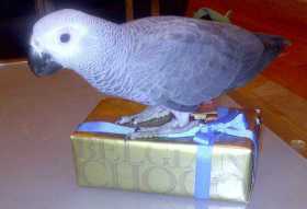 Lost African Grey