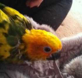 Lost Conure