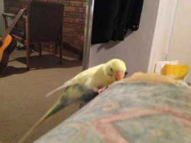 Lost Budgerigar