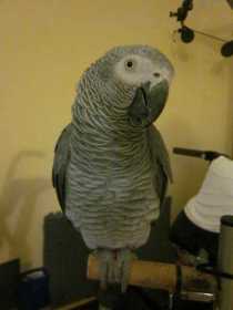 Lost African Grey