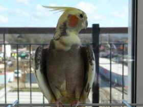 Lost Cockatiel