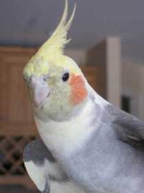 Lost Cockatiel