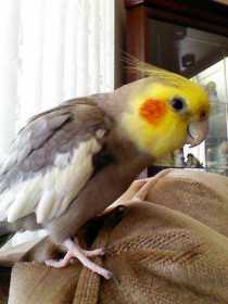 Lost Cockatiel