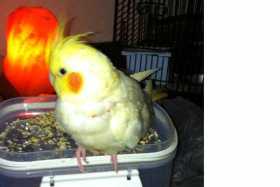 Lost Cockatiel