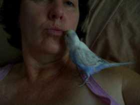 Lost Budgerigar