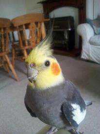 Lost Cockatiel