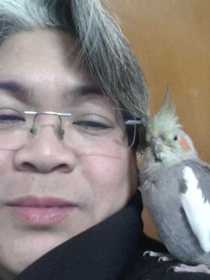 Lost Cockatiel