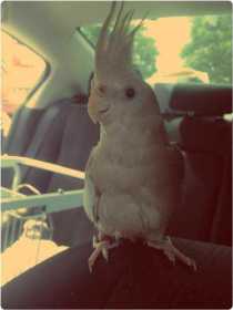 Lost Cockatiel