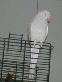 Lost Indian Ringneck Parakeet