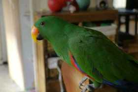 Lost Eclectus