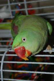 Lost Alexandrine