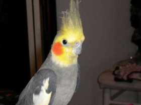 Lost Cockatiel