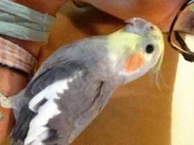 Lost Cockatiel