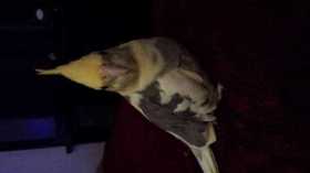 Lost Cockatiel