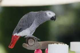 Lost African Grey
