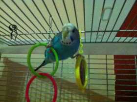 Lost Budgerigar