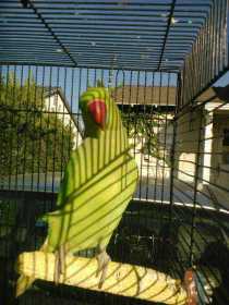 Lost Indian Ringneck Parakeet