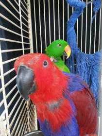 Lost Eclectus