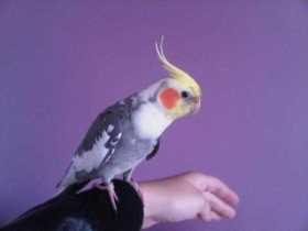 Lost Cockatiel