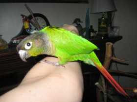 Lost Conure