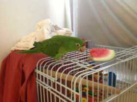 Lost Conure